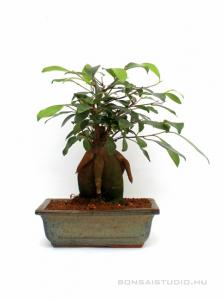 Ficus ginseng- Fikusz 20B (20 cm-es tálban)