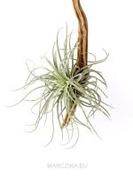 Tillandsia velickiana