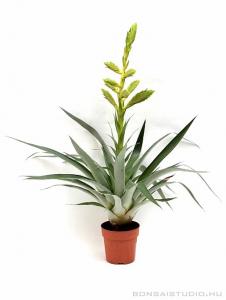 Tillandsia oerstediana