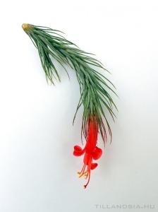 Tillandsia funckiana - kötözetlen