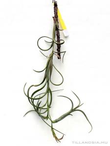 Tillandsia intermedia 01.
