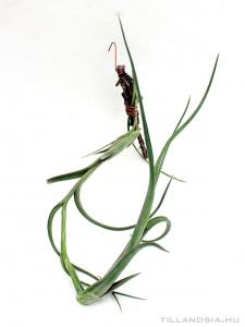 Tillandsia intermedia 02.