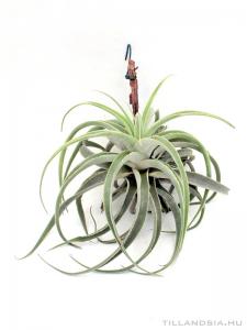 Tillandsia cacticola