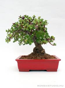 portulacaria, afra, elefantcserje, bonsai portulacaria afra elefantcserje bonsai