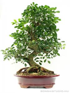 murraya, paniculata, narancsjazmin, bonsai murraya paniculata narancsjazmin bonsai
