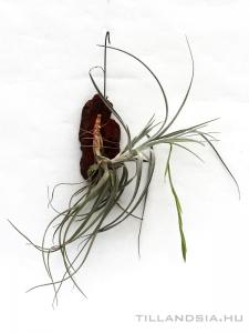 Tillandsia cardenasii