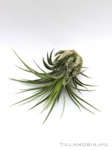 Tillandsia ionantha var. scaposa - kötözetlen