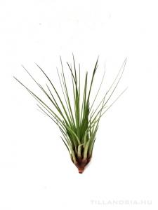 Tillandsia melanocrater XL - kötözetlen