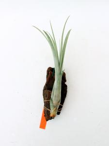 Tillandsia balbisiana