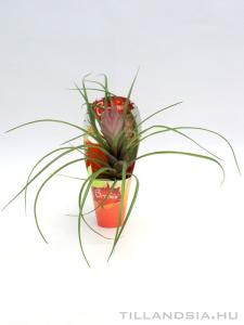 Tillandsia cyanea - rózsaszín kalászos 01.