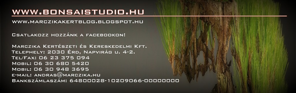 marczika bonsai studio, marczika kertblog, bonsai blog, facebook, bonsai facebook marczika bonsai studio facebook oldala es blogja