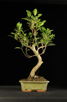 nyeremény ajándék bonsai marczika bonsai studio érd hungary ficus retusa bonsai nyeremény játék a marczika bonsai studióban