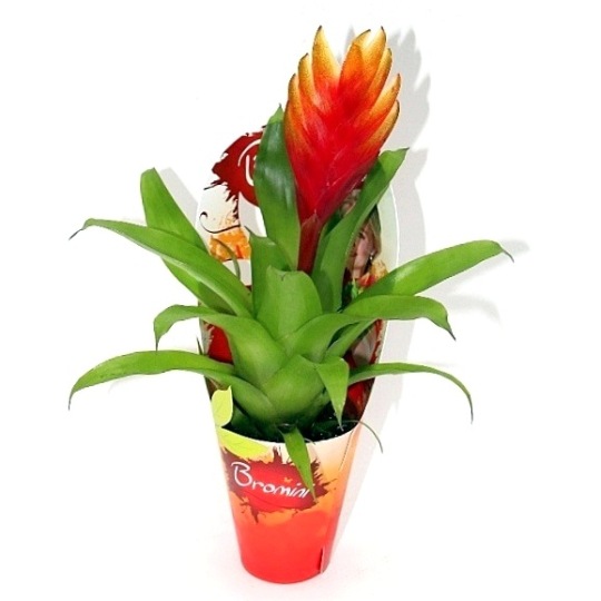 bromelia kerteszet budapest kozeleben erden a marczika bonsai orchidea tillandsia kerteszetben