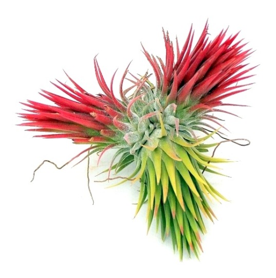 tillandsia kinalat a marczika tillansia kerteszet novenyhazabol