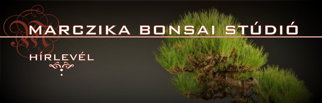 marczika, bonsai, studio, hirlevel Marczika Bonsai Stúdió hírlevél